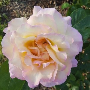 Meet your Posher, Bobbi